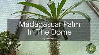 Madagascar Palm