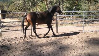 FCM Romeo (Romy) 2006 Reg Morgan Gelding