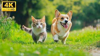 Baby Animals - Untouched Wild | 8K Animal Encounters with Earth’s True Sounds, Relaxing Music