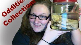 Oddity Collection: wet specimens, bones, and more