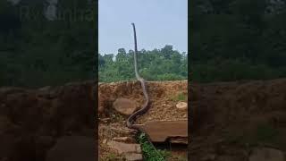 Snake  alert video