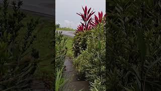 PT. Kaltim Prima Coal #kaltim  #sangatta #tambangbatubarakalimantantimur #storytambang #shorts