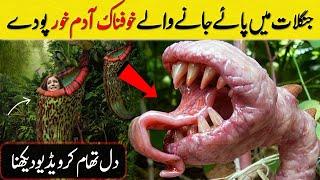 Adam Khor Poday Jo Janwaron Ko Khatay Hain | Plants That Eat Animals