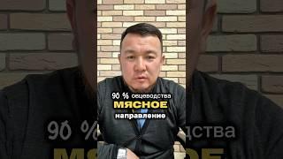 Мясное направление в #овцеводство 90% важно #арашанские_овцы лидируют по живой массе