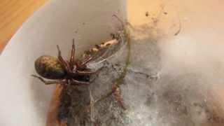 Funnel-Web Spider and Maternal Care