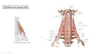 Миология. Мышцы шеи