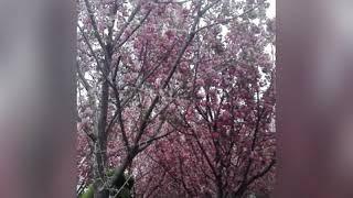 Cherry Blossom in Hong Kong (Sakura)