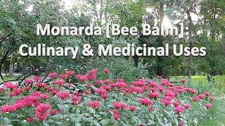 Bee Balm Monarda Medicinal and Culinary Uses