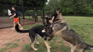 Marley comes in hot, gets the whole park trying to play with or chase him.