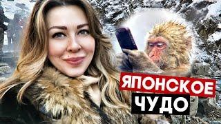 Япония! Парк Джигокудани - Снежные Обезьяны Купаются в Термальном Источнике