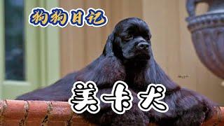 美卡犬——“大小姐”驾到！