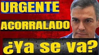 URGENTE Pedro Sánchez ¿Ya se va? Acorralado El Tribuno de Rafa Fernández