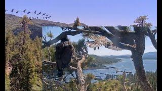 SUNNY Fledges - Full Cut️Pre-fledge Behavior "Ants-In-Pants"Roost Tree@FOBBVCAM 2025-06-02