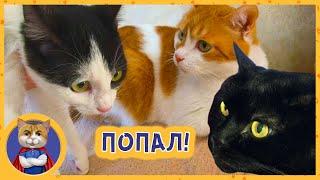 Котик МурОК возвращается к бабушке. Рыжик в восторге, а Китти в шоке!