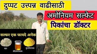 पिकांचा डॉक्टर|Amonium Sulphate|दुप्पट उत्त्पन्न वाढीसाठी अ्मोनियम सल्फेट वापरायचे योग्य प्रमाण!