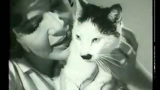 Whiskas Historical Ad Reel 1963 - 1995