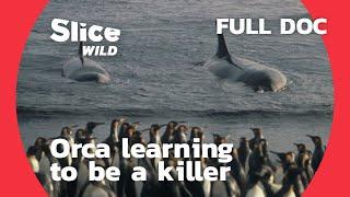 How does an Orca learn to hunt? | AI | Full Documentary