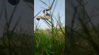 amezing backflip !#viral #youtube #stunt #shorts #video #Rs king flipper