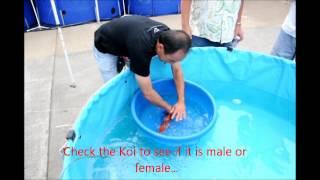 How to tell if your Koi is Male or Female