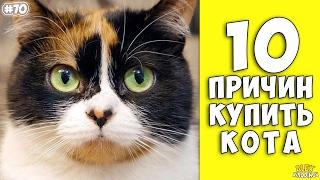 10 причин завести кота - Интересные факты о кошках!