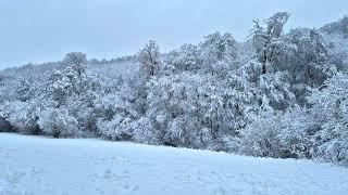 Relaxing gentle murmur of a forest stream and a beautiful view of the winter forest.