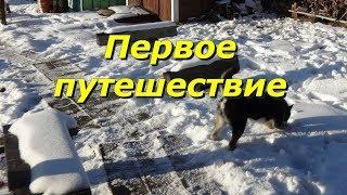 Собачка Ласка впервые приехала на участок!