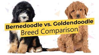 Bernedoodle vs. Goldendoodle  Breed Comparison 