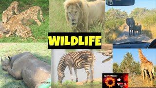Wildlife of South Africa| #bigfive  #wildanimals  #africa  #southafrica #krugernationalpark