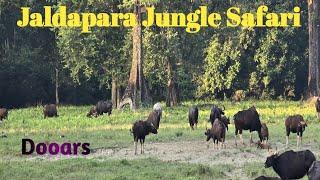 Jaldapara National Park | Jaldapara Jungle Safari| Achanak samne aa gaya Rhino 