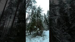 Winter Forest Road Walk Snow Spruces Background video 4K | No copyright footage