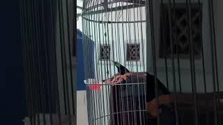 #kolibri #kolibrininja #konin #kicaumania #masteran #kicaumanianusantara #masteranburung #kicau