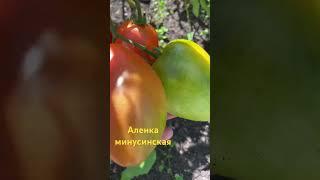 Аленка минусинская #дача #огород #помидоры #овощи #урожай #семена #вкусно #томаты #сад