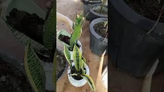 🪴 #gardening #naturelife #flowerpot #farming #plantlife #plant #nature