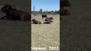 Чермен. Северная Осетия. 2022