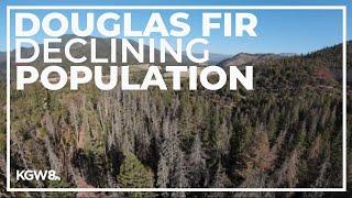 OSU study examines decline in Douglas-fir trees