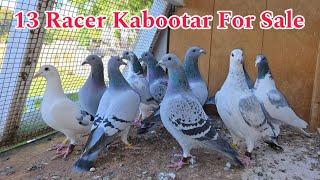 13 Racer Kabootar For Sale | Racing pigeon For Sale | Kalapati | Kabutar