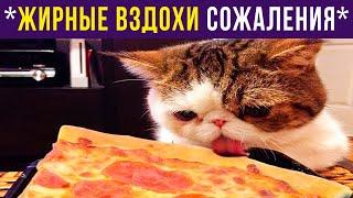 Приколы. Кот сел на диету | Мемозг #385