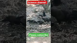Surprising Animal Facts That Will AMAZE You! Subscribe | Emerging Science channel malayalam| kerala