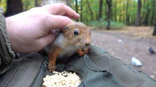 О двух голодных белках / About two hungry squirrels