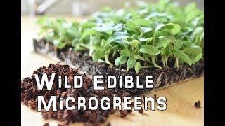 The ULTIMATE Microgreen? Sprouting Wild Edible Plants