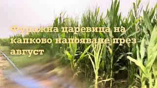 Как изглежда царевицата на капковото напояване през август?