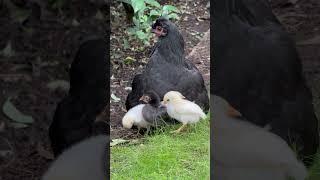 A Hen's Tender Care: Watch a Mother and Her Chicks 