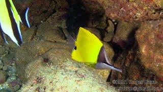 HDObservations : Yellow Longnose Butterflyfish (4K UHD)