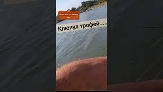 Клюнул огромный карп. Ловля карпа. Рыбалка огонь #fishing #карп #рыбалка