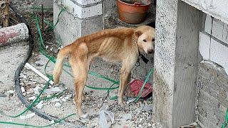 Abandoned,scrawny dog at a construction site was rescued by a college student,transformed in 60 days