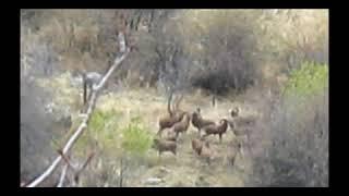 Ureal Sheep Hunting in Tajikistan    Охота на уреальских овец в Таджикистане