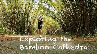 A WALK IN TRINIDAD'S BAMBOO PARADISE !!!