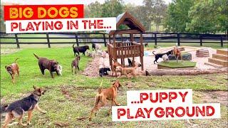 The Big Dogs come in for a Play in the Puppy Playground