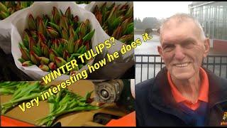 Tulips in season and out.  How Holland America Flowers produces great tulips for months.