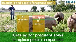 Rotational grazing for organic pregnant sows to replace protein components (OK Net Ecofeed)